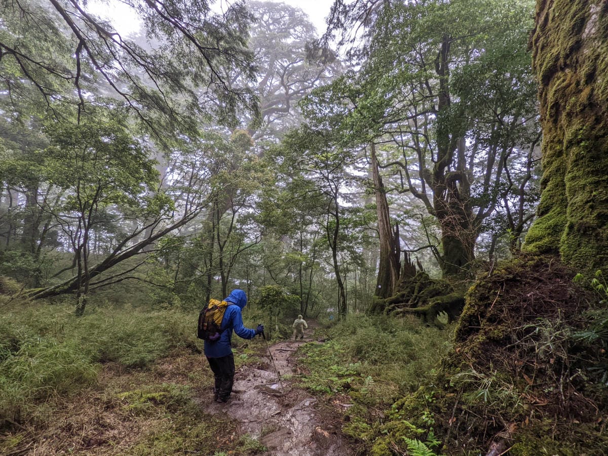 南橫F4塔關山｜樹根路滑還有斷崖都在南橫三星