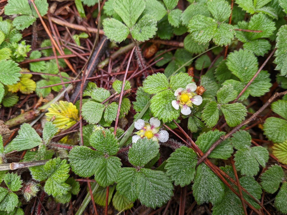 南橫F4 關山嶺山｜碎石坡走一步退兩步