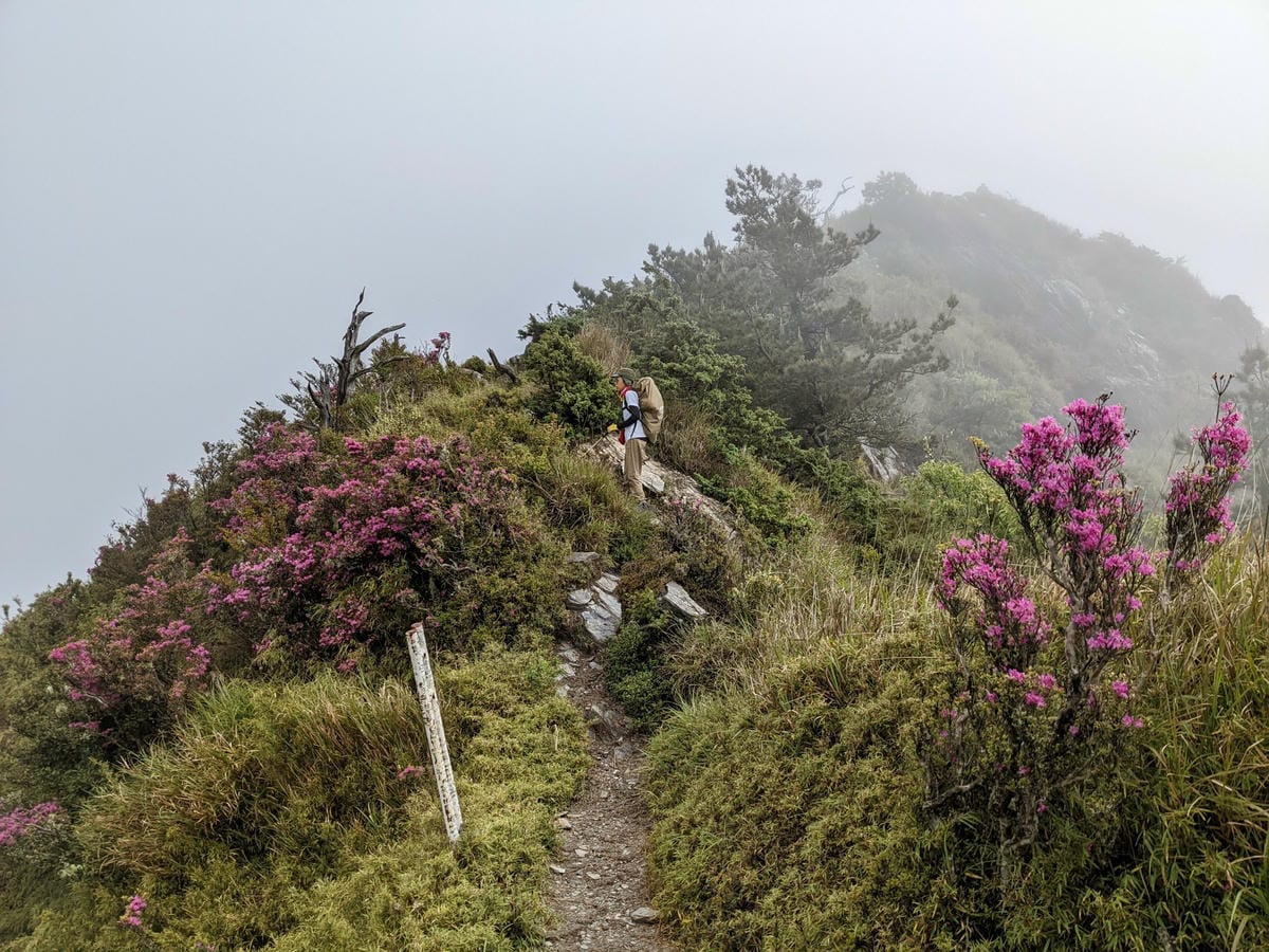 南橫F4 關山嶺山｜碎石坡走一步退兩步