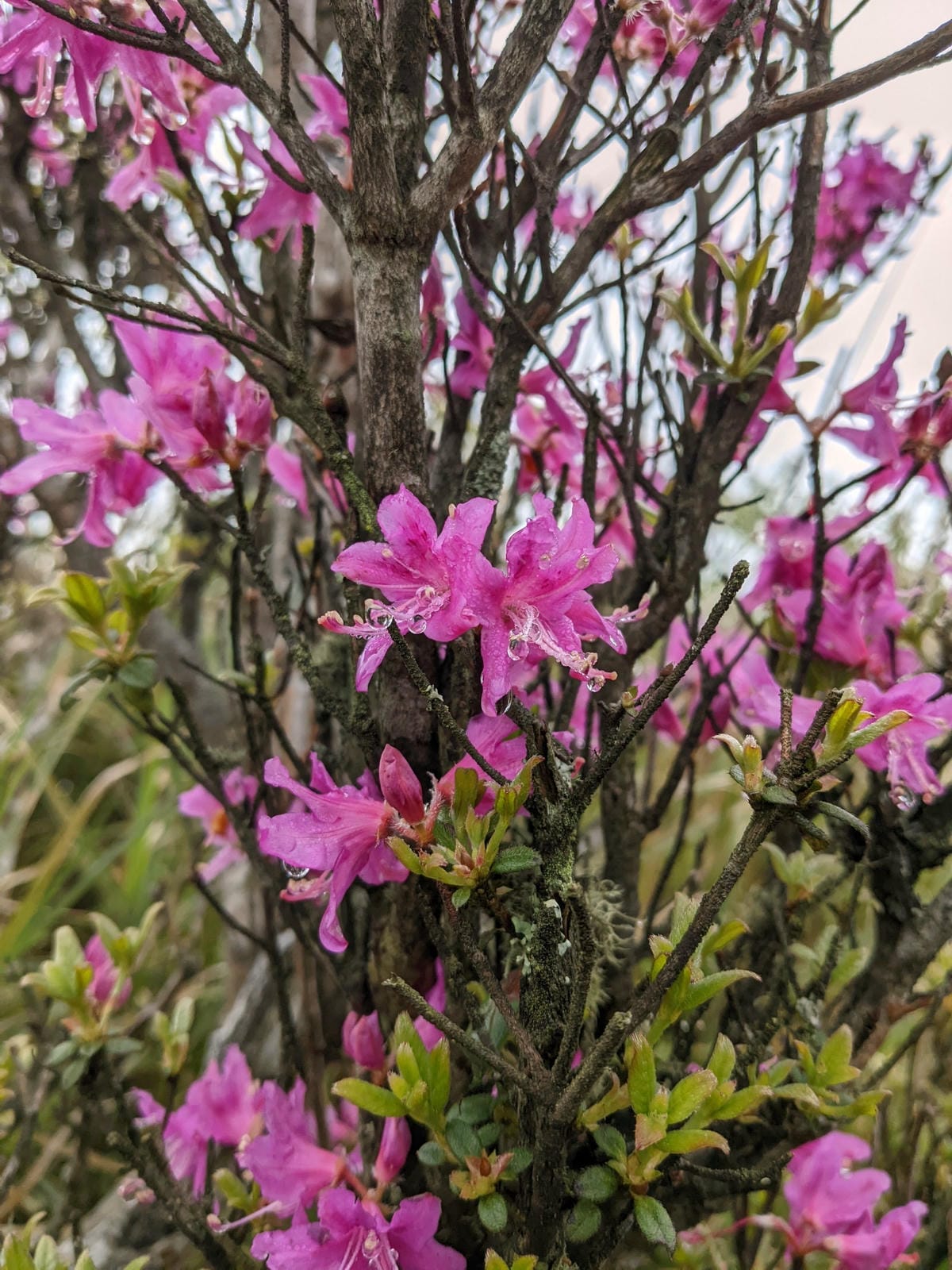 南橫F4 關山嶺山｜碎石坡走一步退兩步
