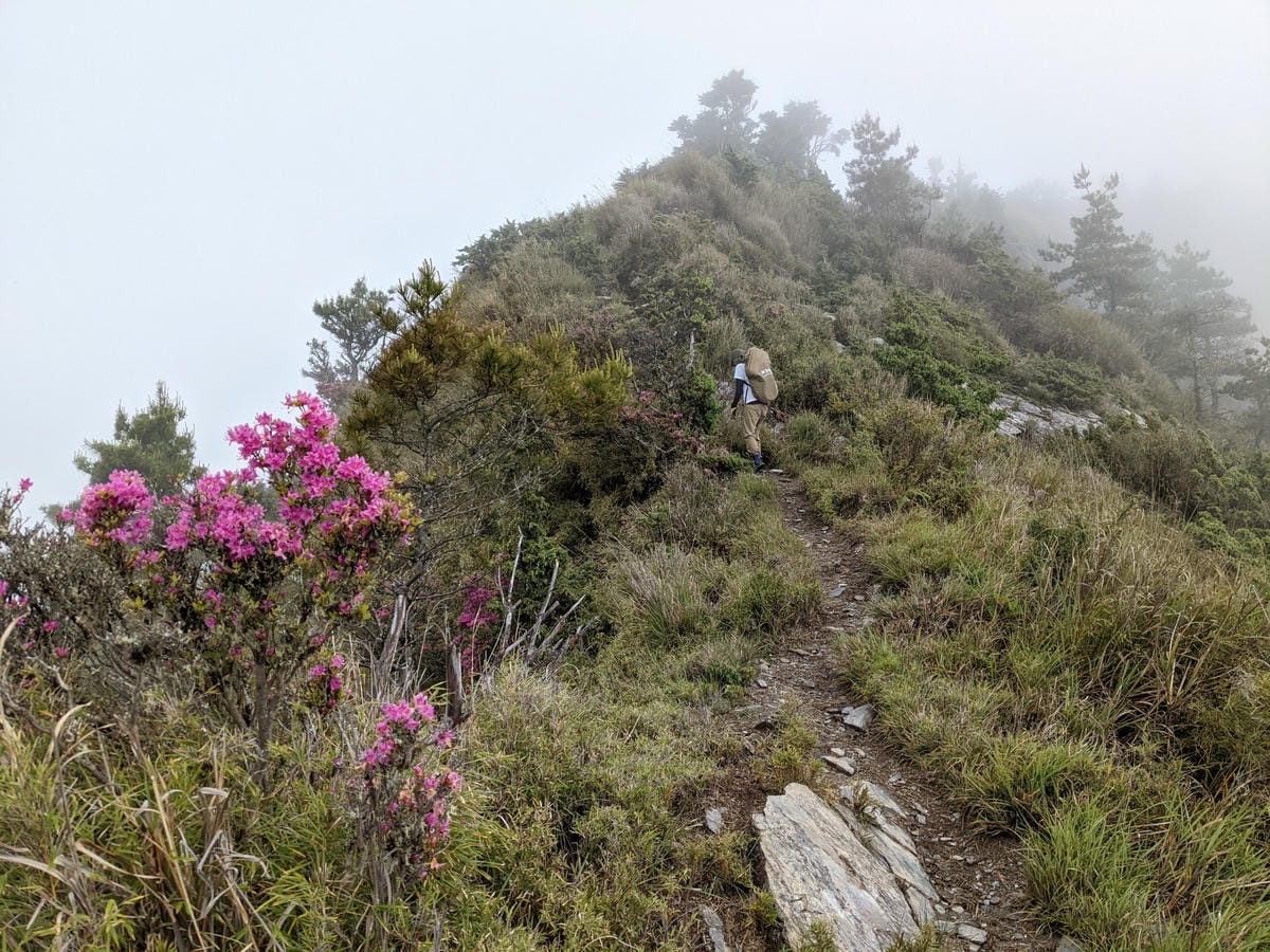 南橫F4 關山嶺山｜碎石坡走一步退兩步