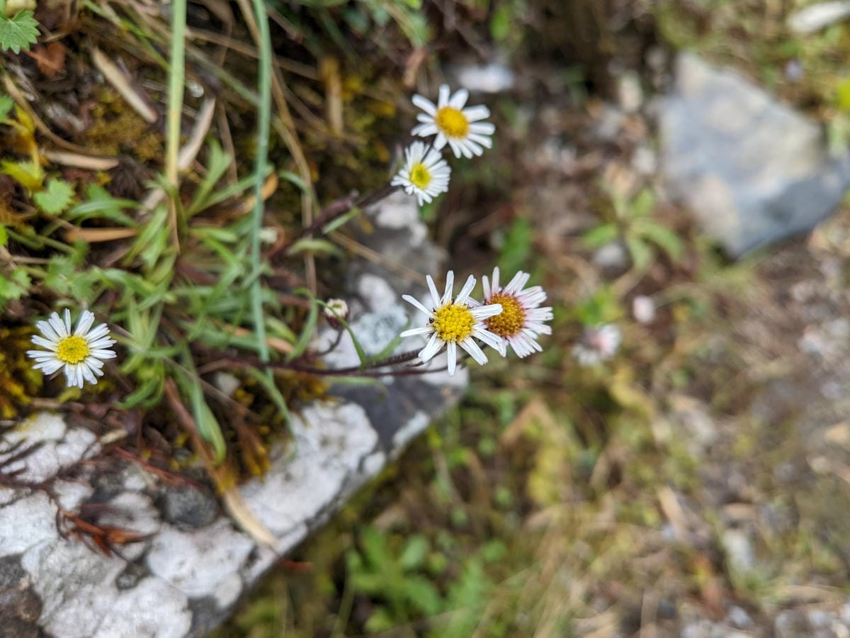 南橫F4 關山嶺山｜碎石坡走一步退兩步