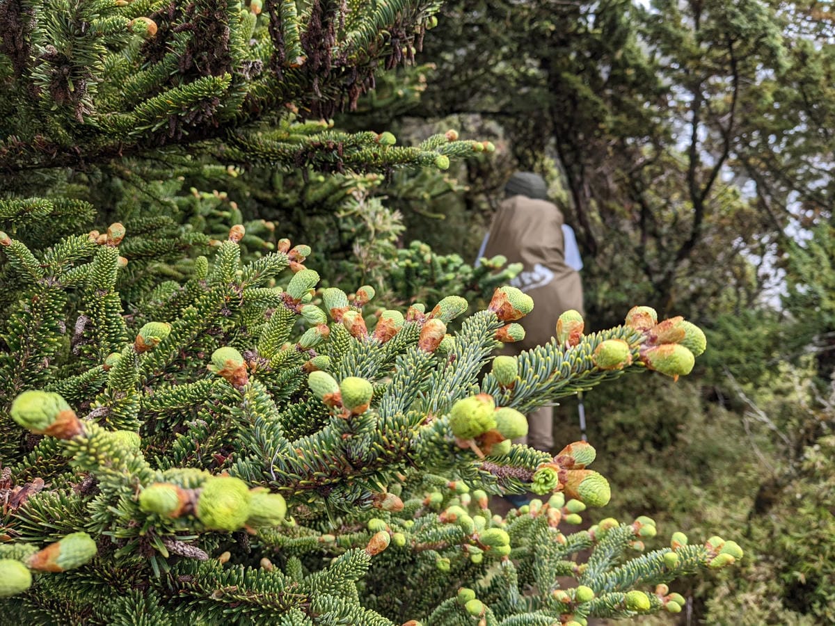 南橫F4 關山嶺山｜碎石坡走一步退兩步