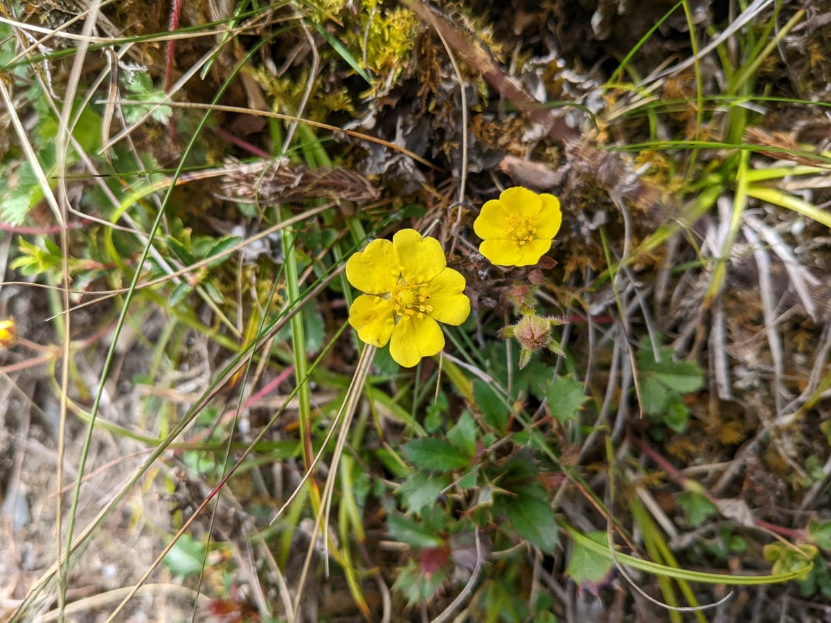 南橫F4 關山嶺山｜碎石坡走一步退兩步