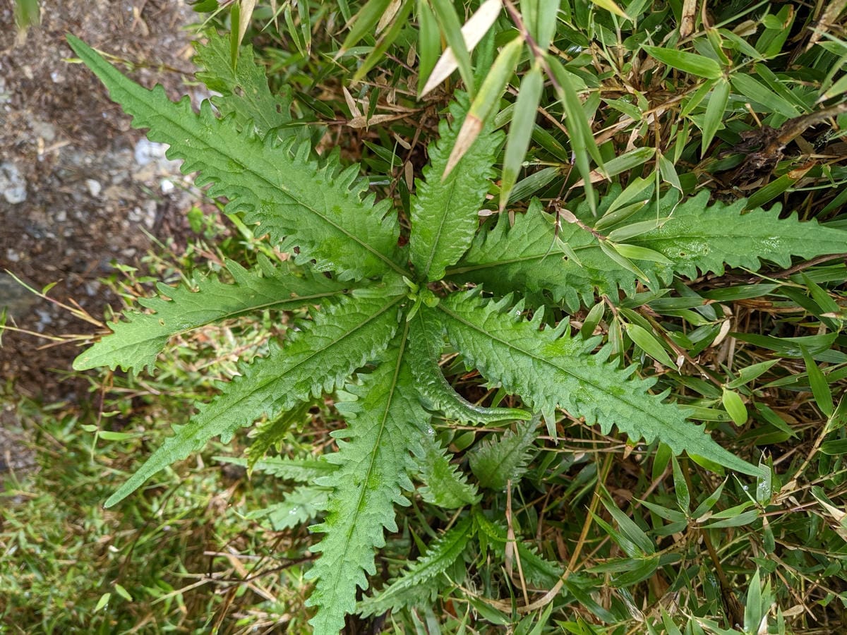 南橫F4 關山嶺山｜碎石坡走一步退兩步