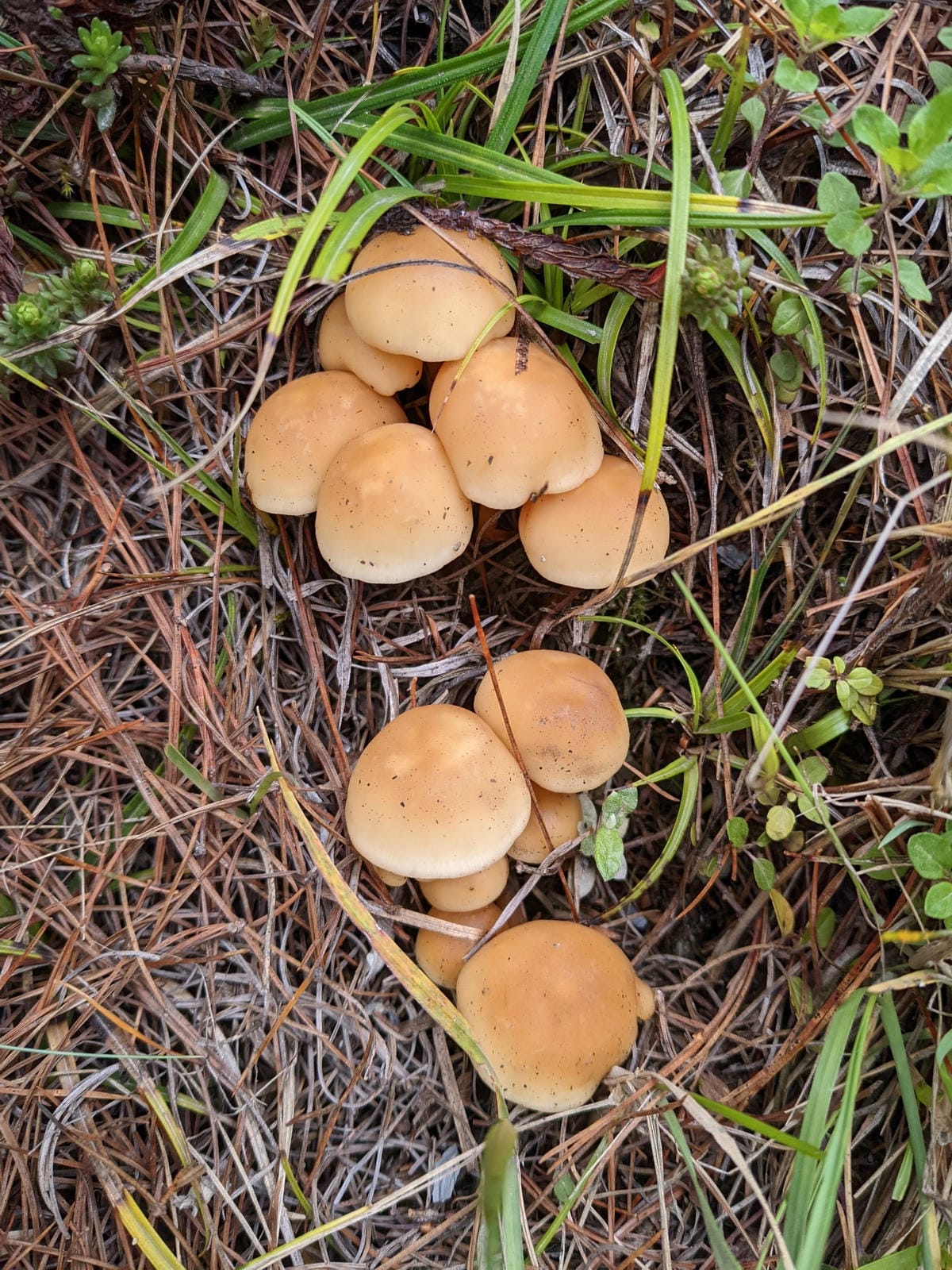 南橫F4 關山嶺山｜碎石坡走一步退兩步