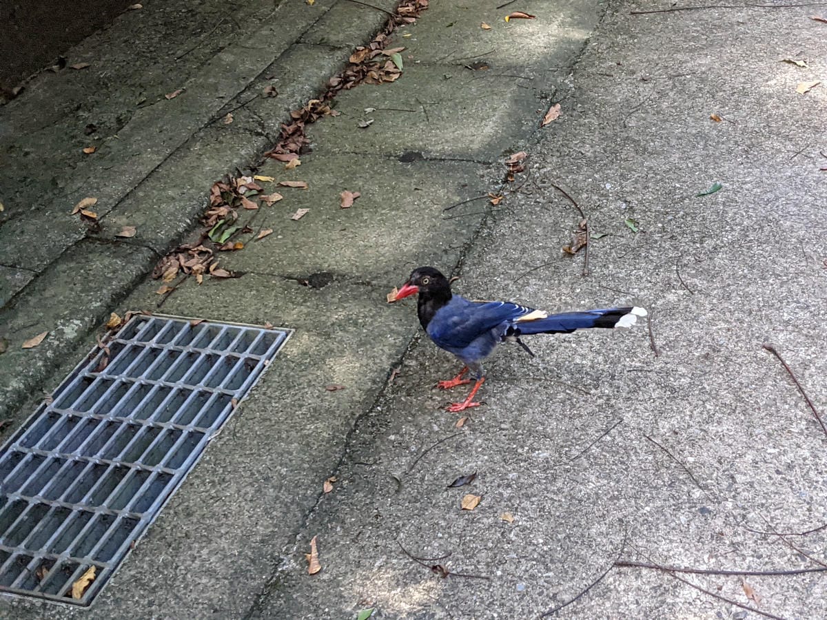 台北內湖 龍船岩非傳統的挑戰路線 迷你版五寮尖練腿推薦