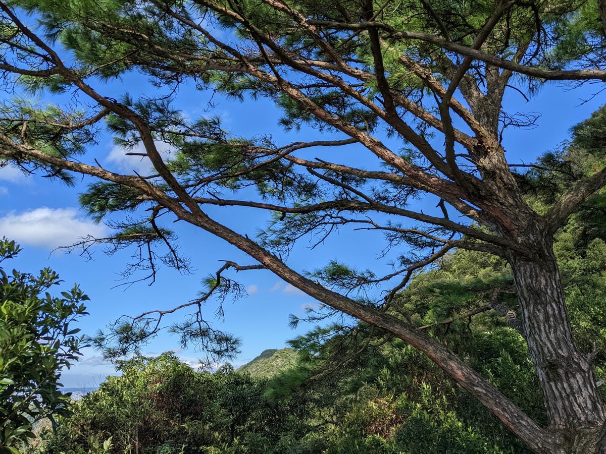 台北內湖 龍船岩非傳統的挑戰路線 迷你版五寮尖練腿推薦