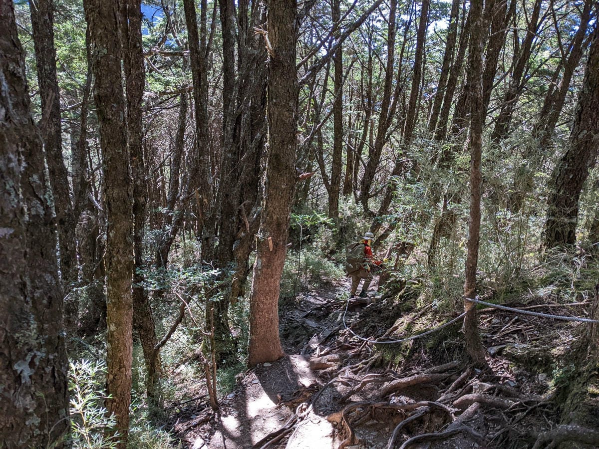 羊頭山中橫四辣不可小看的A級百岳