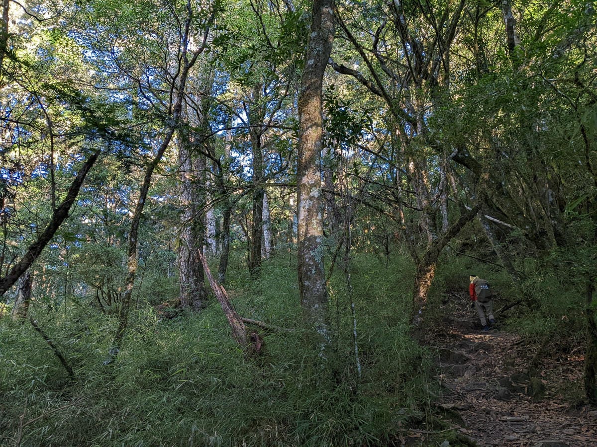 羊頭山中橫四辣不可小看的A級百岳