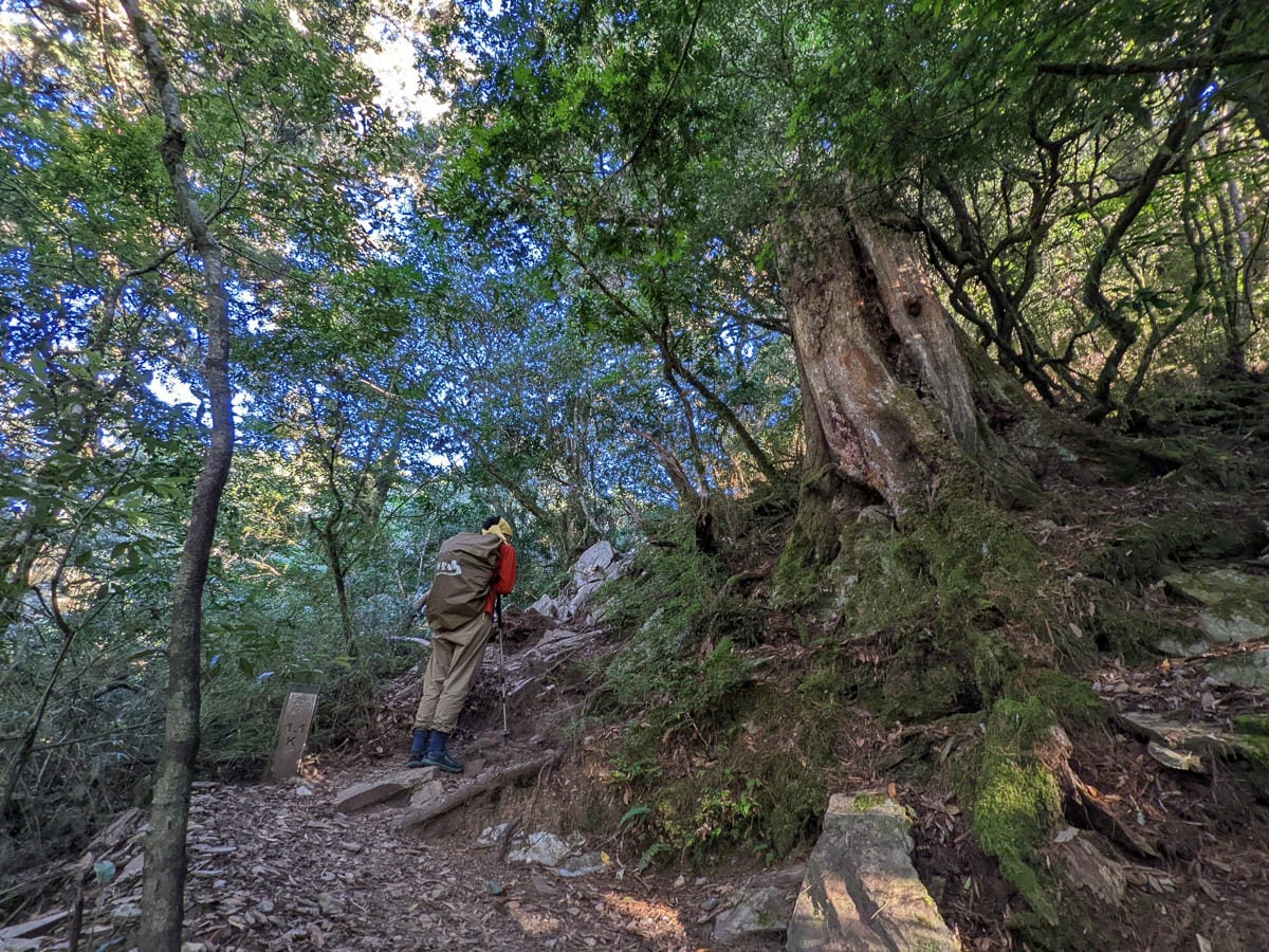 羊頭山中橫四辣不可小看的A級百岳