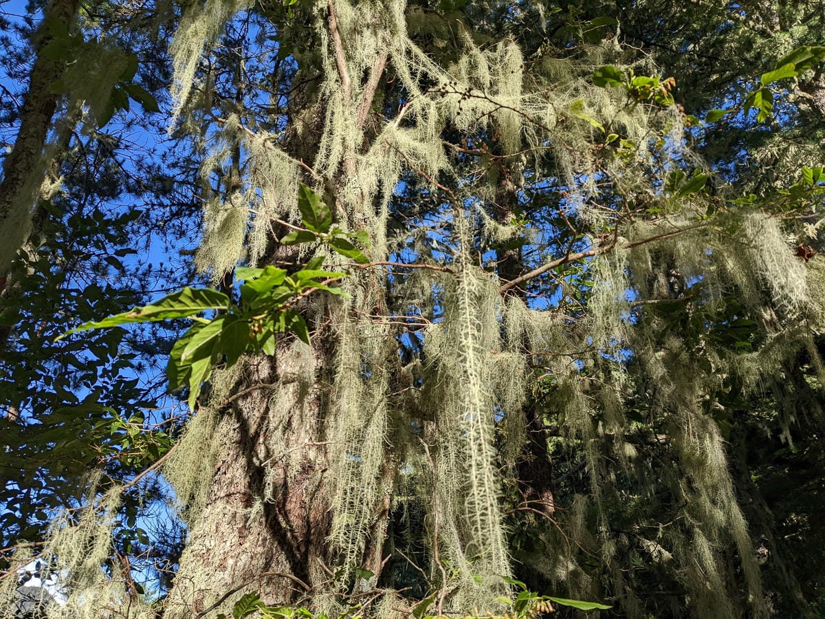 羊頭山中橫四辣不可小看的A級百岳