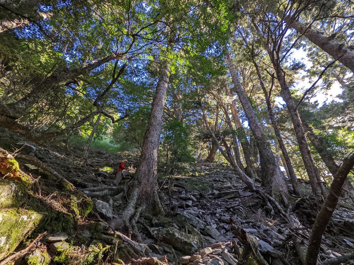 羊頭山中橫四辣不可小看的A級百岳