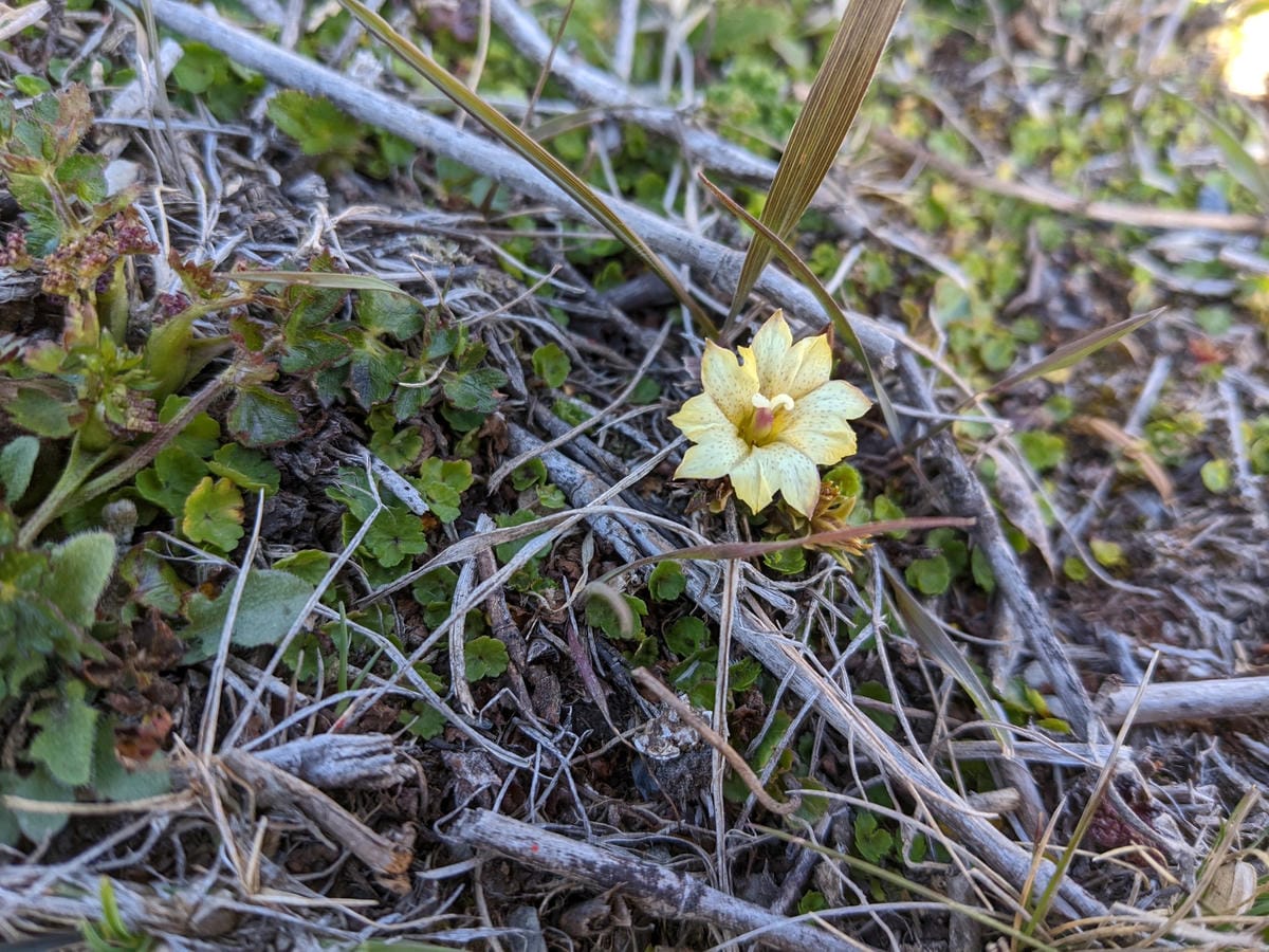 南橫開通，我看南橫百岳關山嶺山&塔關山的一切