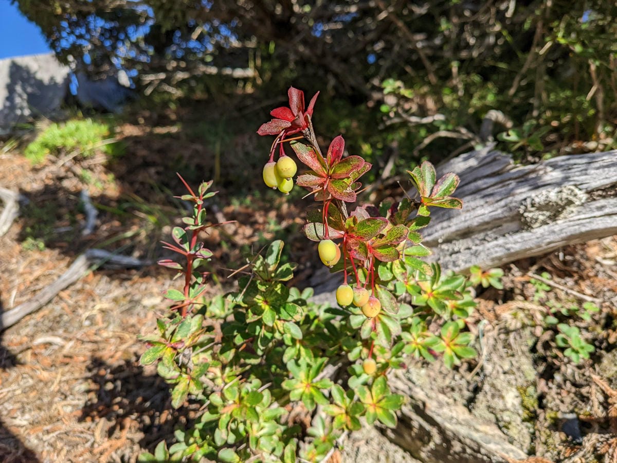 玉山北峰 走進千元大鈔百岳高山