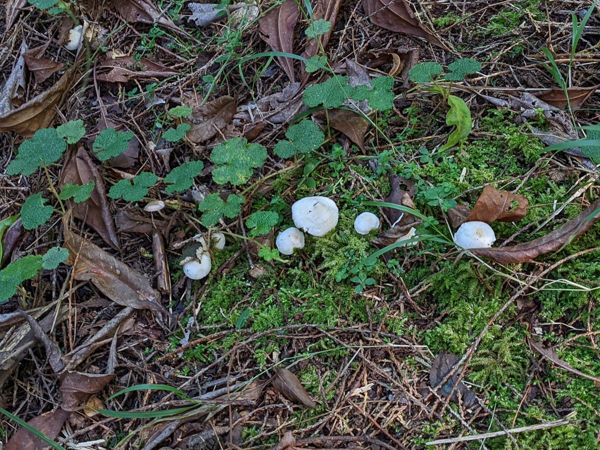 南湖大山難度行程記錄｜百岳帝王之山｜出發