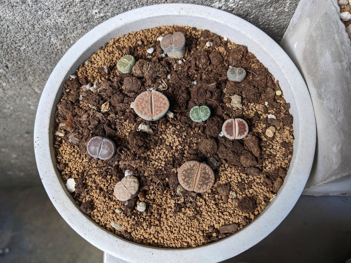 東眼山滿月圓三峽推薦古宅咖啡簡餐|正德居 - 第10張圖 東眼山滿月圓三峽推薦古宅咖啡簡餐|正德居