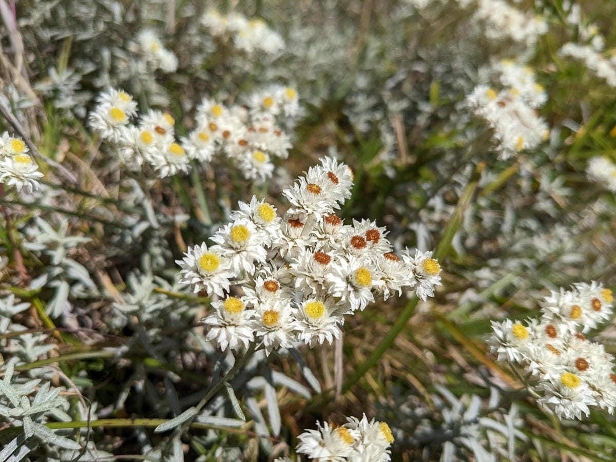 奇萊主北｜回家前最煎熬非破碎地形拉繩攀岩