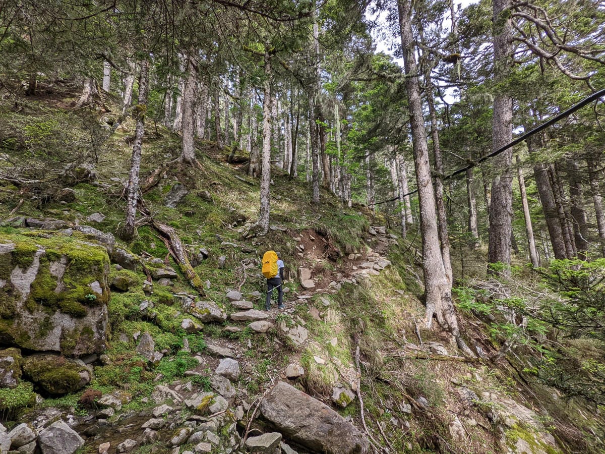 百岳難度高聖稜線雪山北峰｜玉山圓柏的千百年