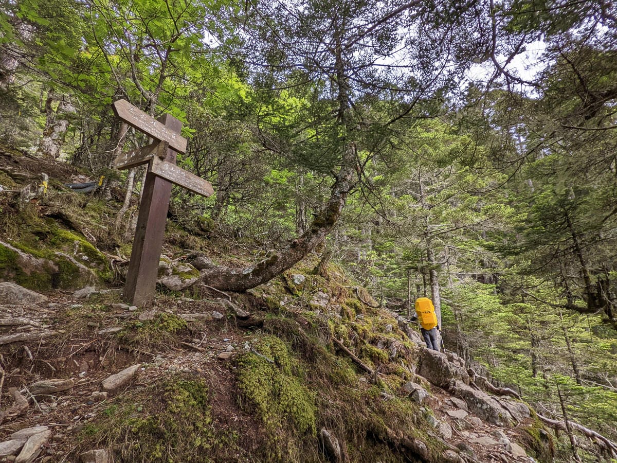 百岳難度高聖稜線雪山北峰｜玉山圓柏的千百年