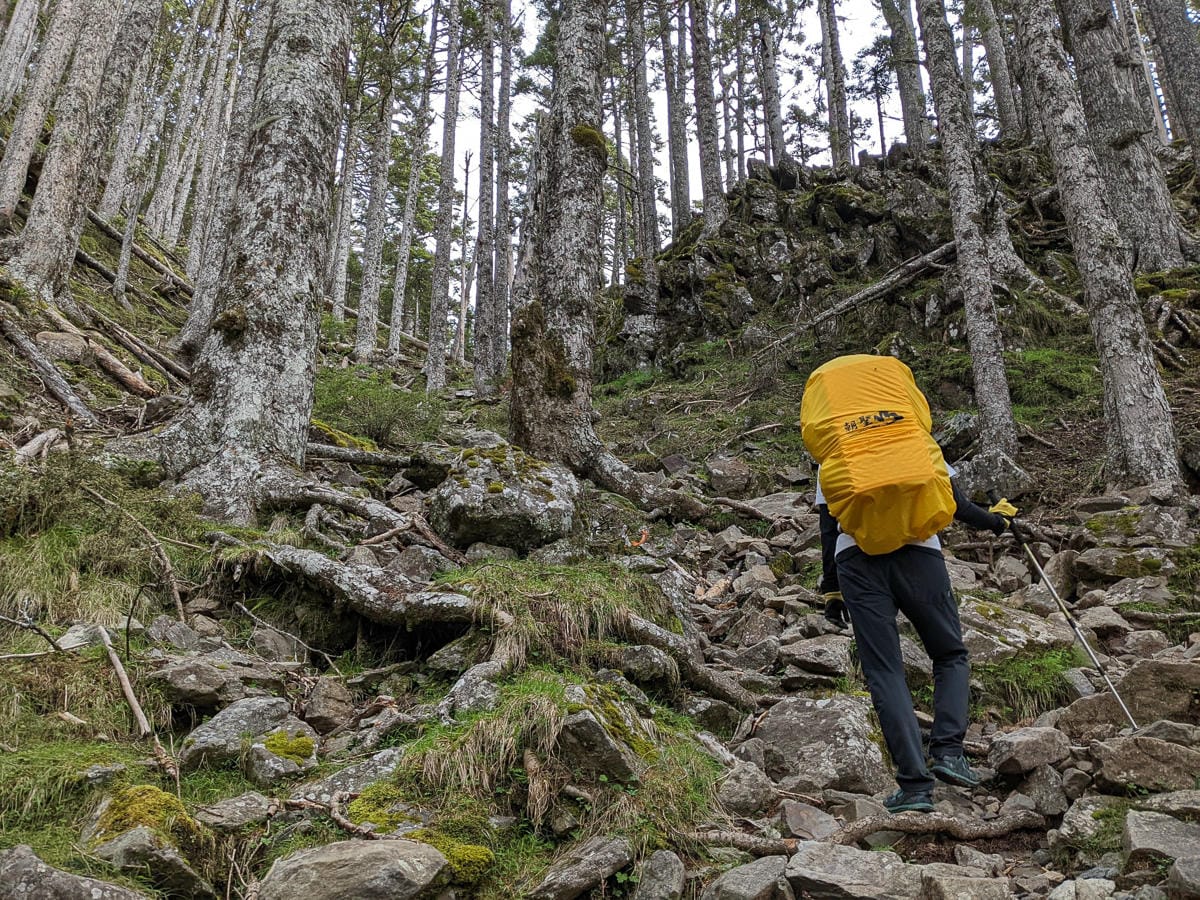 百岳難度高聖稜線雪山北峰｜玉山圓柏的千百年