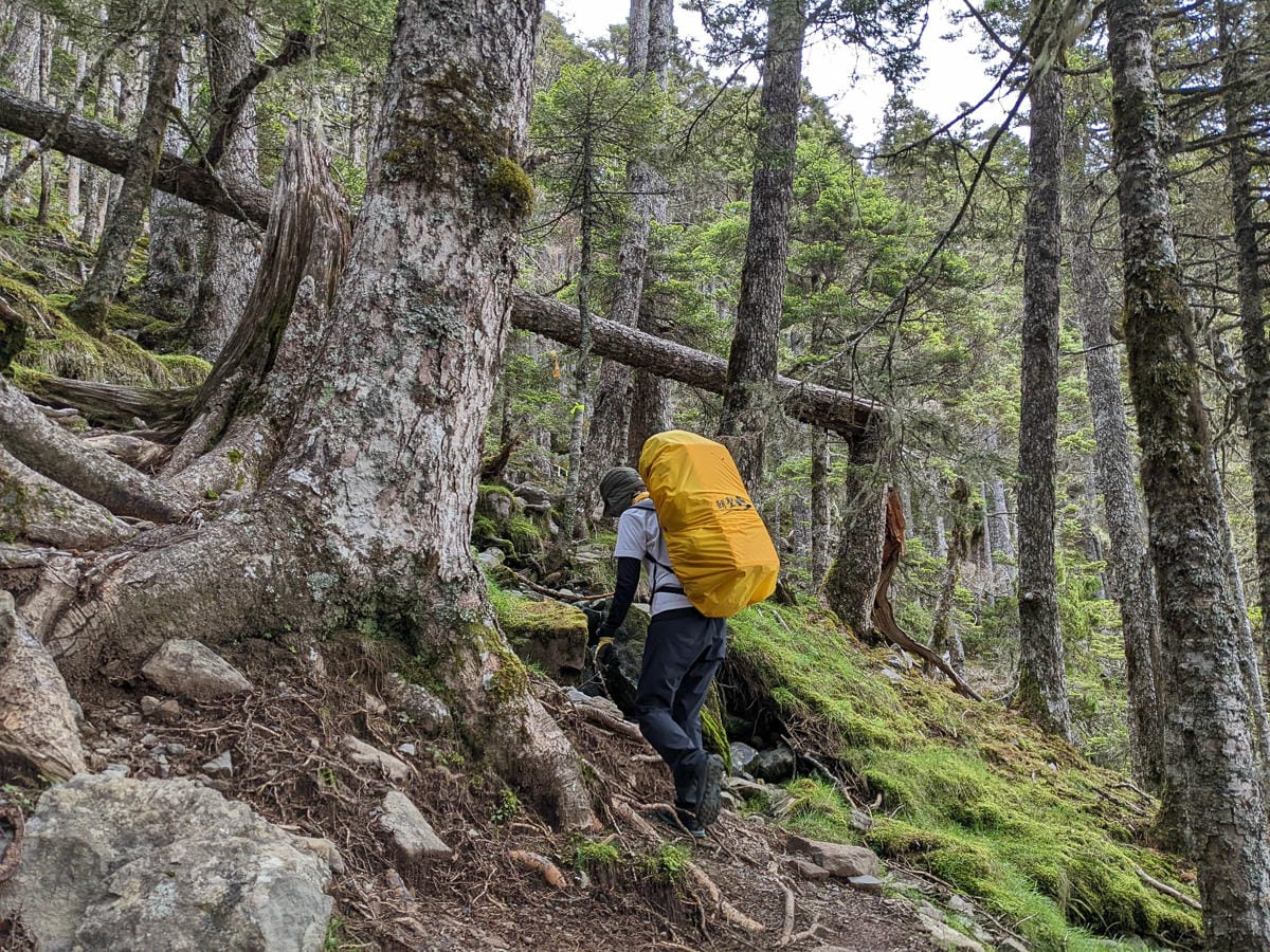 百岳難度高聖稜線雪山北峰｜玉山圓柏的千百年