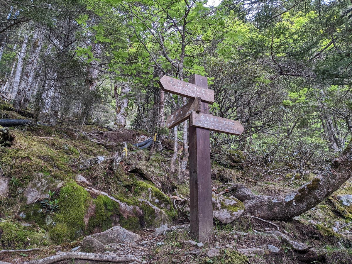 百岳難度高聖稜線雪山北峰｜玉山圓柏的千百年