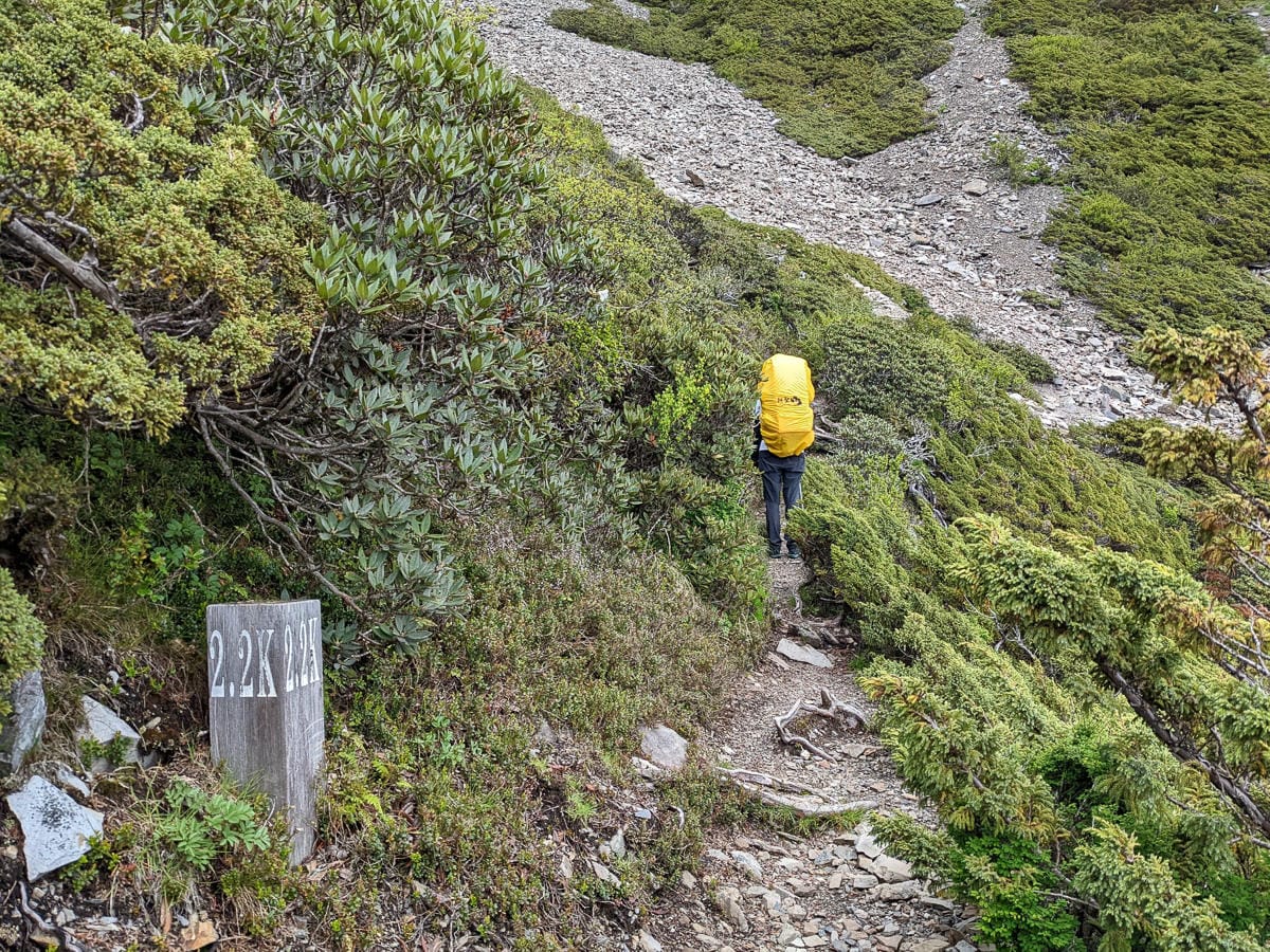 百岳難度高聖稜線雪山北峰｜玉山圓柏的千百年