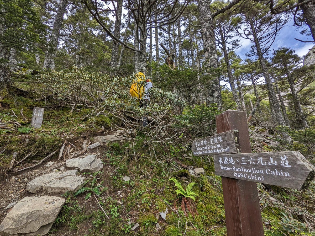 百岳難度高聖稜線雪山北峰｜玉山圓柏的千百年