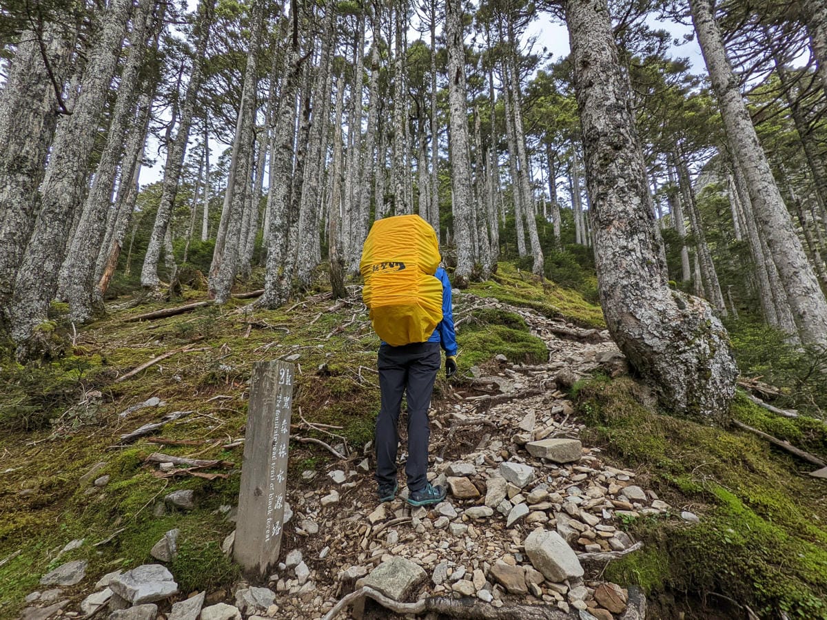 百岳難度高聖稜線雪山北峰｜玉山圓柏的千百年