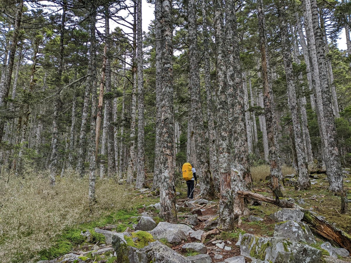 百岳難度高聖稜線雪山北峰｜玉山圓柏的千百年