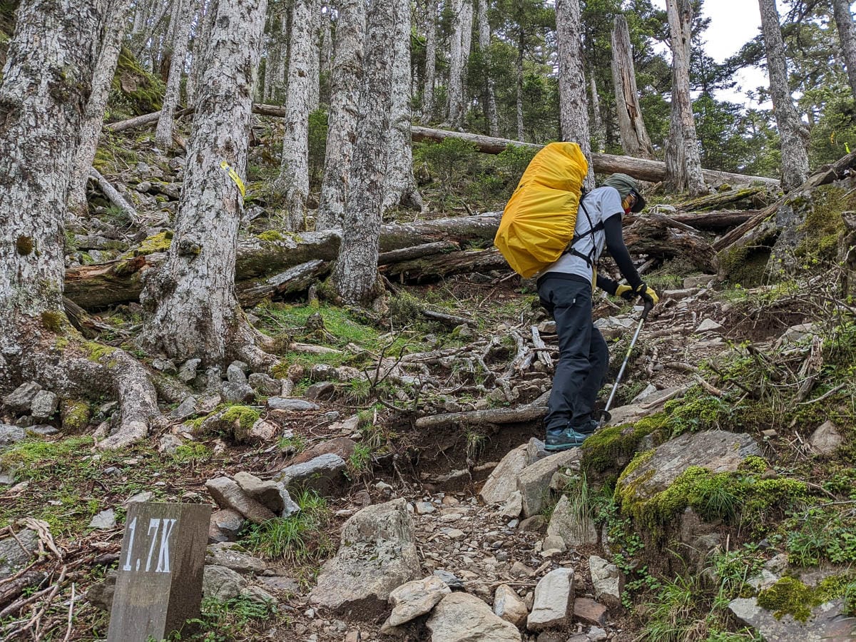百岳難度高聖稜線雪山北峰｜玉山圓柏的千百年