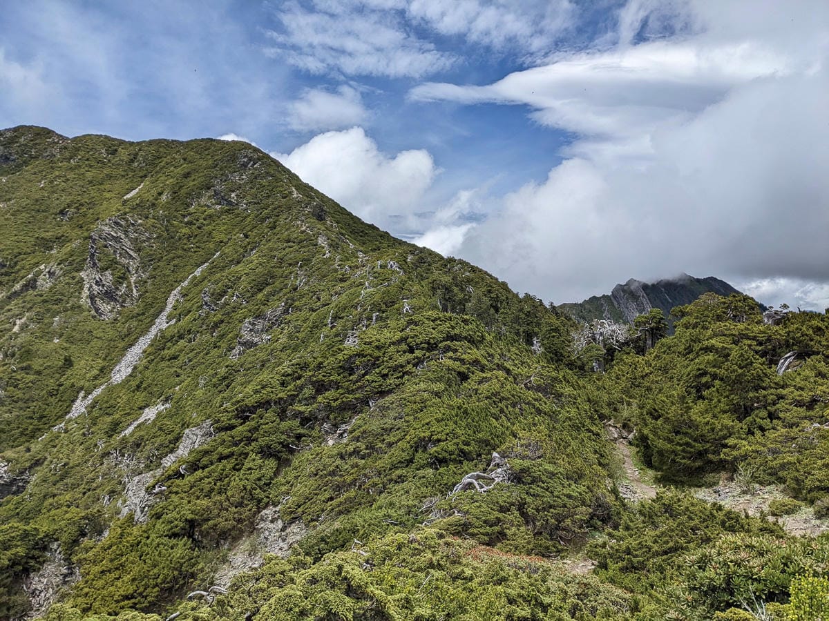 百岳難度高聖稜線雪山北峰｜玉山圓柏的千百年