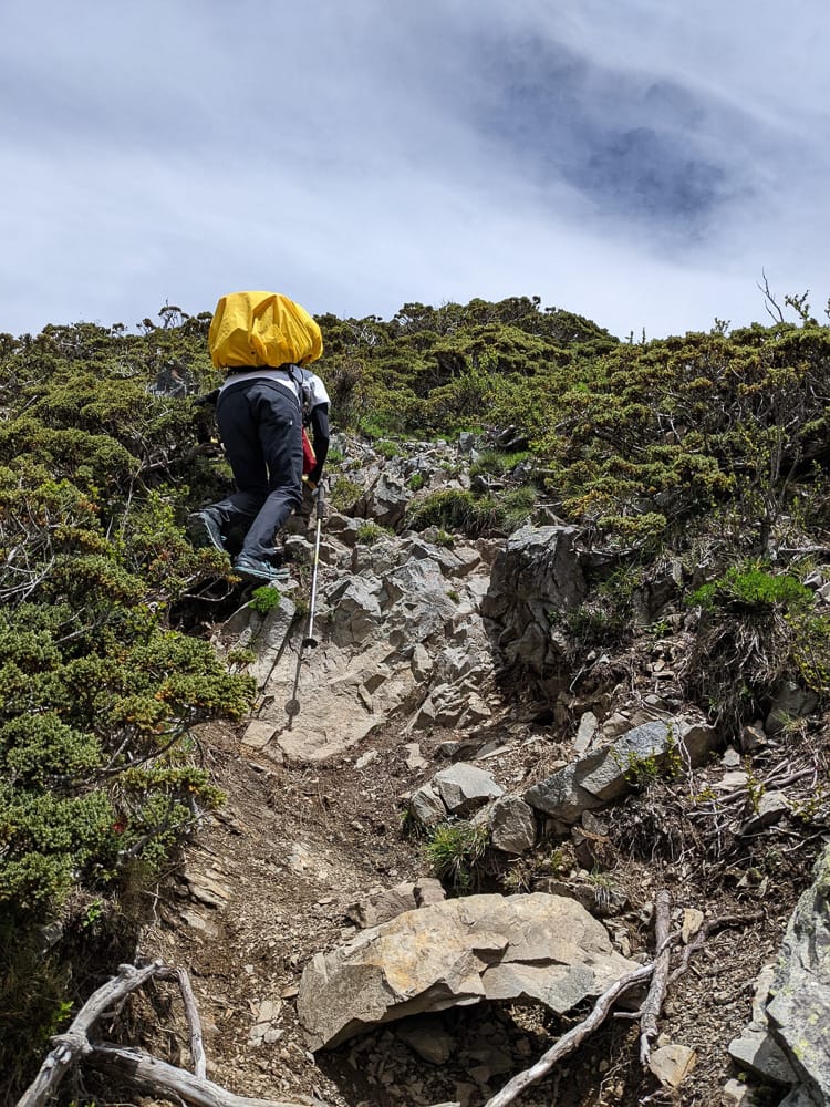 百岳難度高聖稜線雪山北峰｜玉山圓柏的千百年