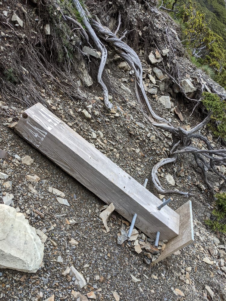 百岳難度高聖稜線雪山北峰｜玉山圓柏的千百年