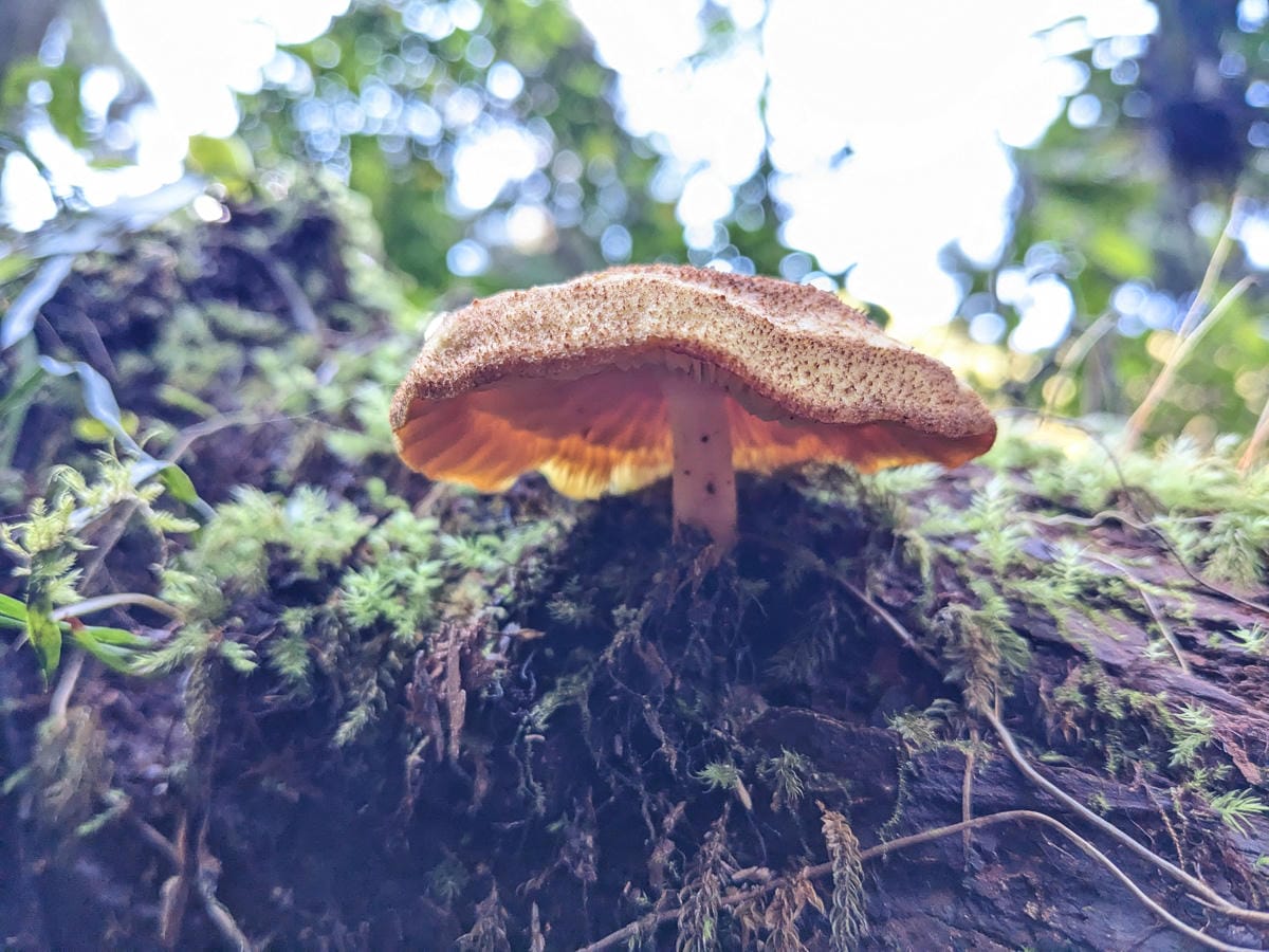 桶後越嶺道全段桶后林道 – 烏來到礁溪