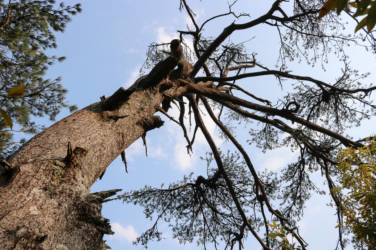 羅東和口田鍋物不錯吃 - 第1張圖 羅東和口田鍋物不錯吃