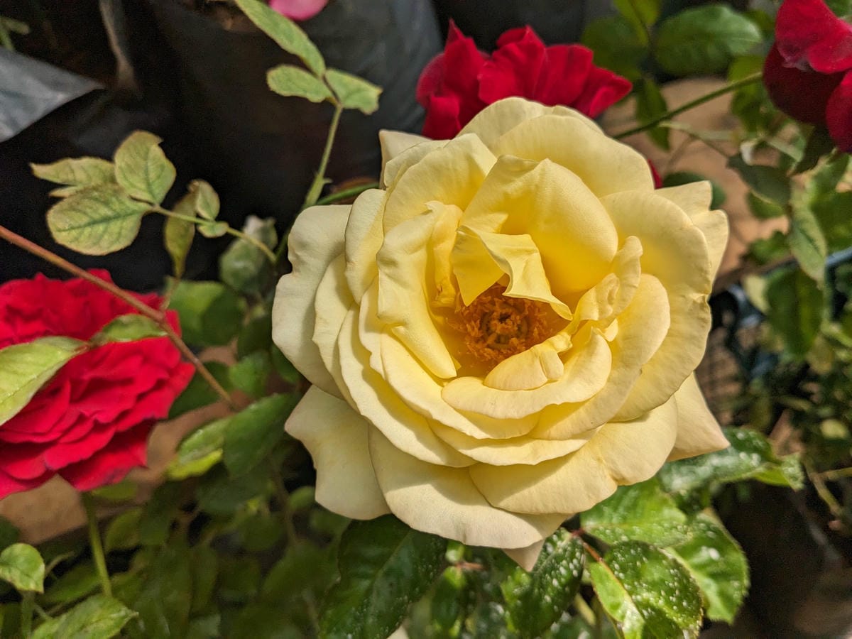 葡萄牙馬德拉週日市集與海邊健行PR8