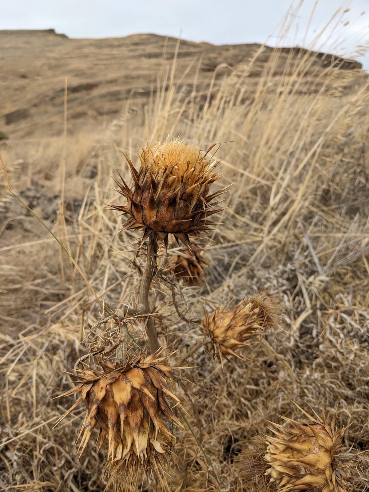 葡萄牙馬德拉週日市集與海邊健行PR8