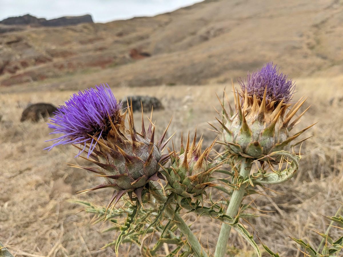 葡萄牙馬德拉週日市集與海邊健行PR8