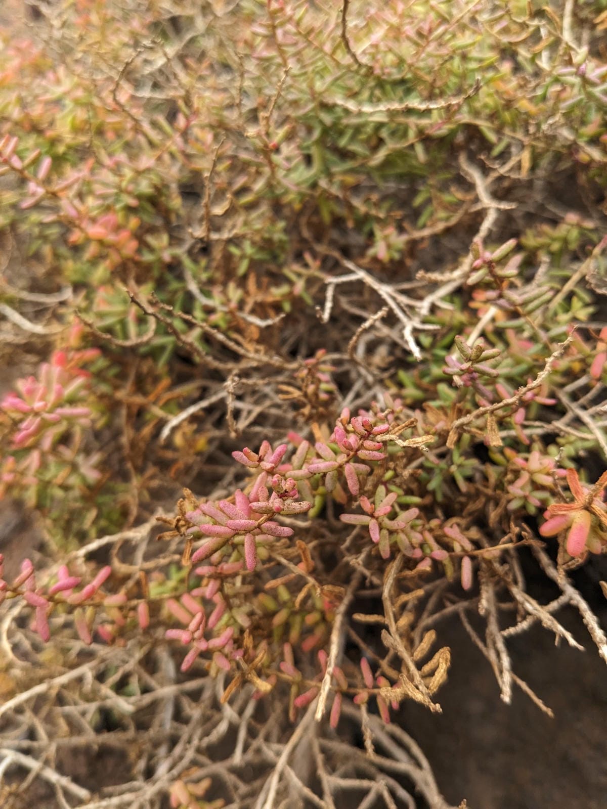 葡萄牙馬德拉週日市集與海邊健行PR8