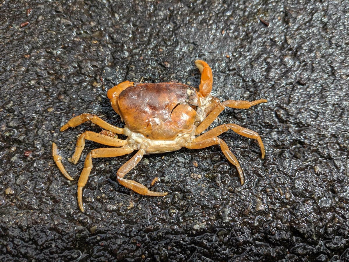 熊野古道中邊路D2 近露直奔發心門王子