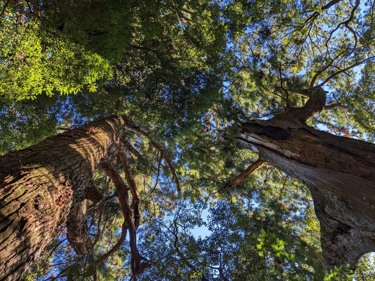 日本上網 esim 翔翼網路吃到飽使用感想