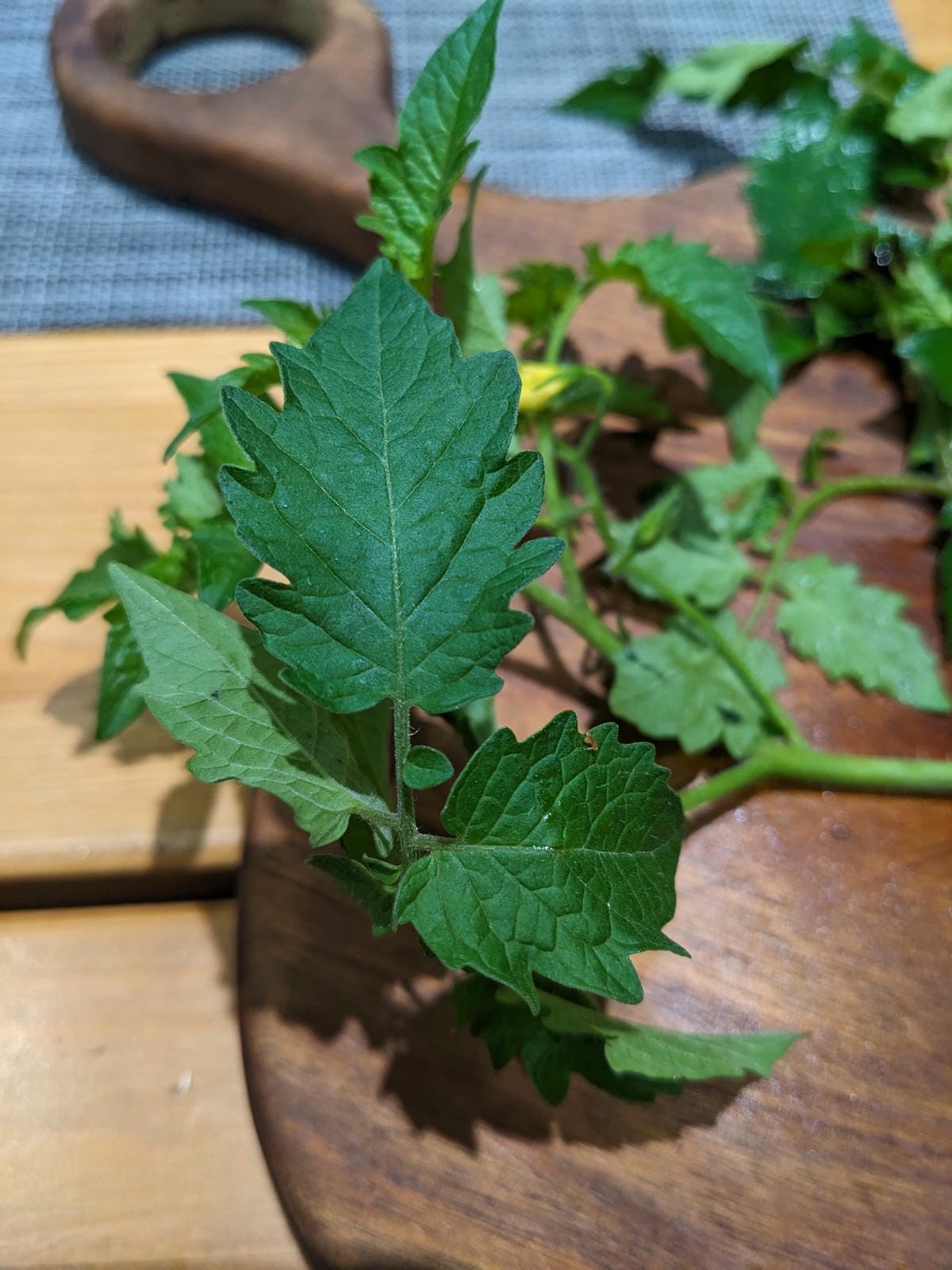 台東達興山號｜吃排灣族當季在地美食