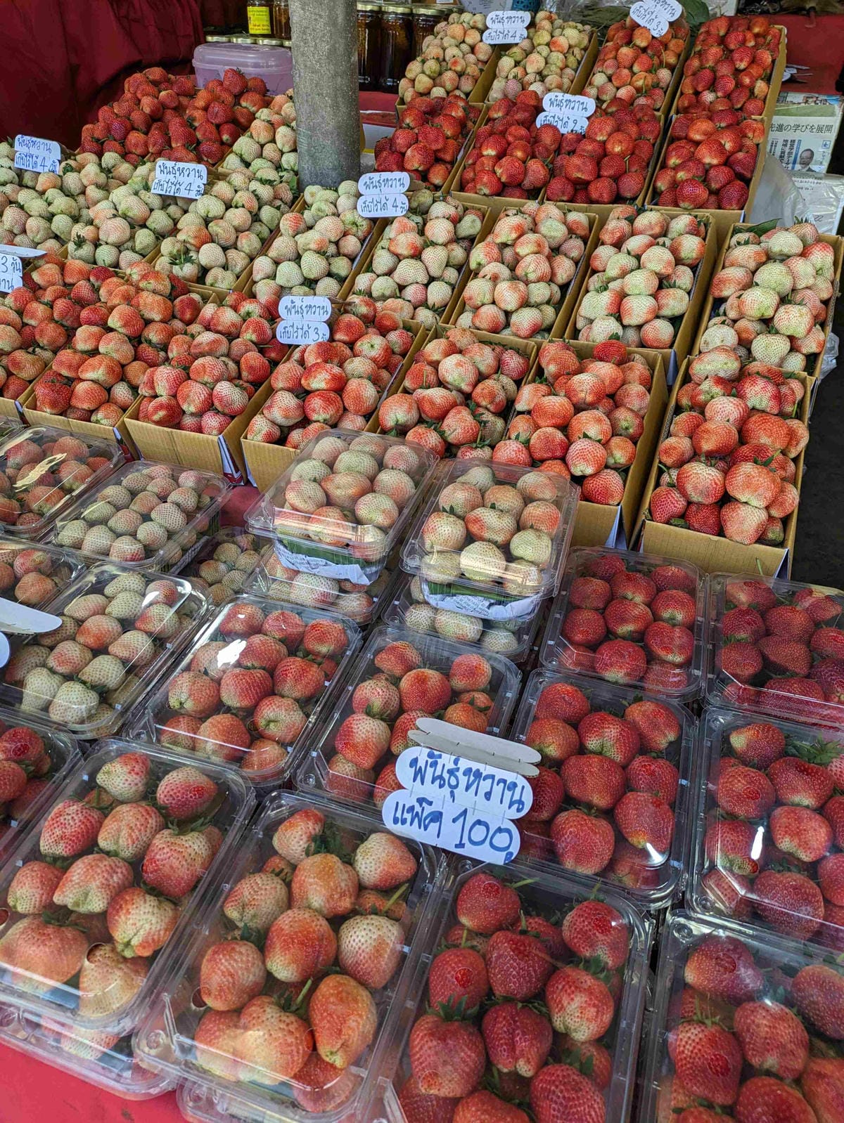 清邁長輩耍廢遊。十萬個為什麼