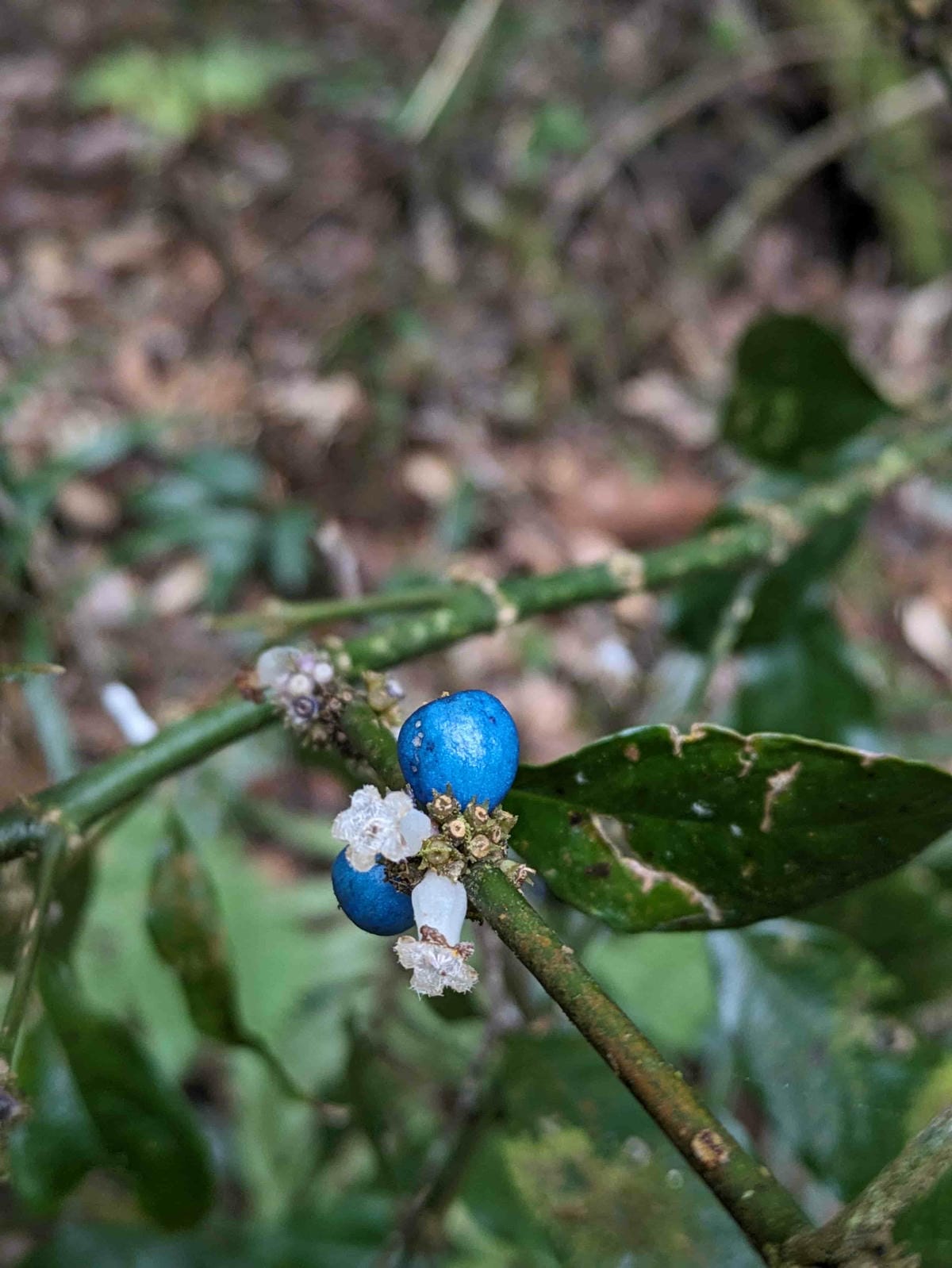 特富野古道｜阿里山水山線的塔塔加
