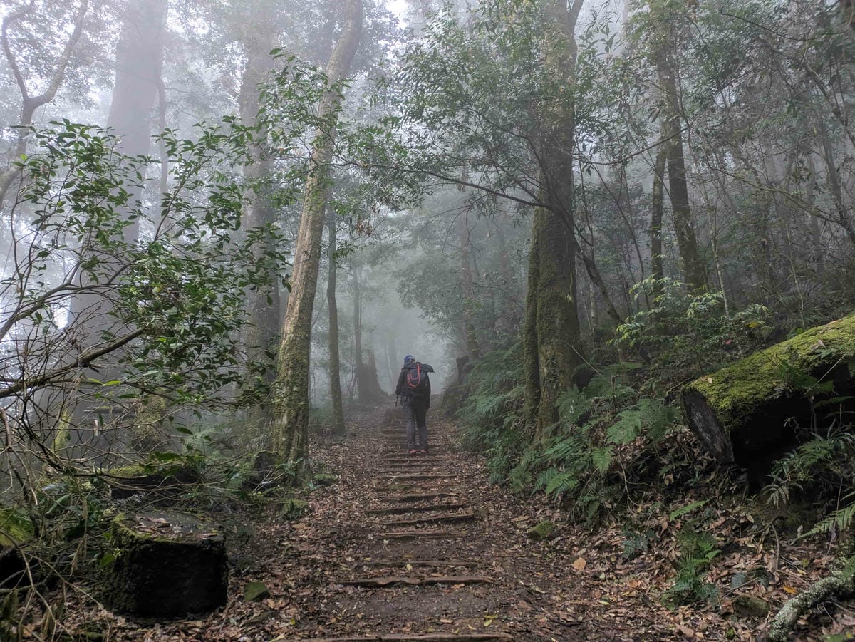 特富野古道｜阿里山水山線的塔塔加