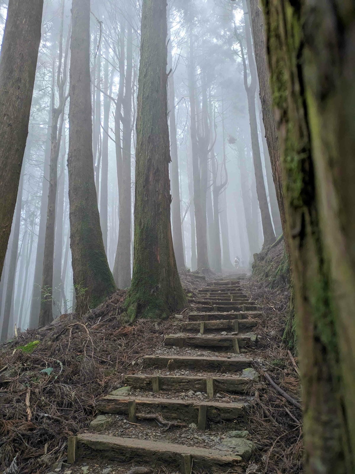 特富野古道｜阿里山水山線的塔塔加
