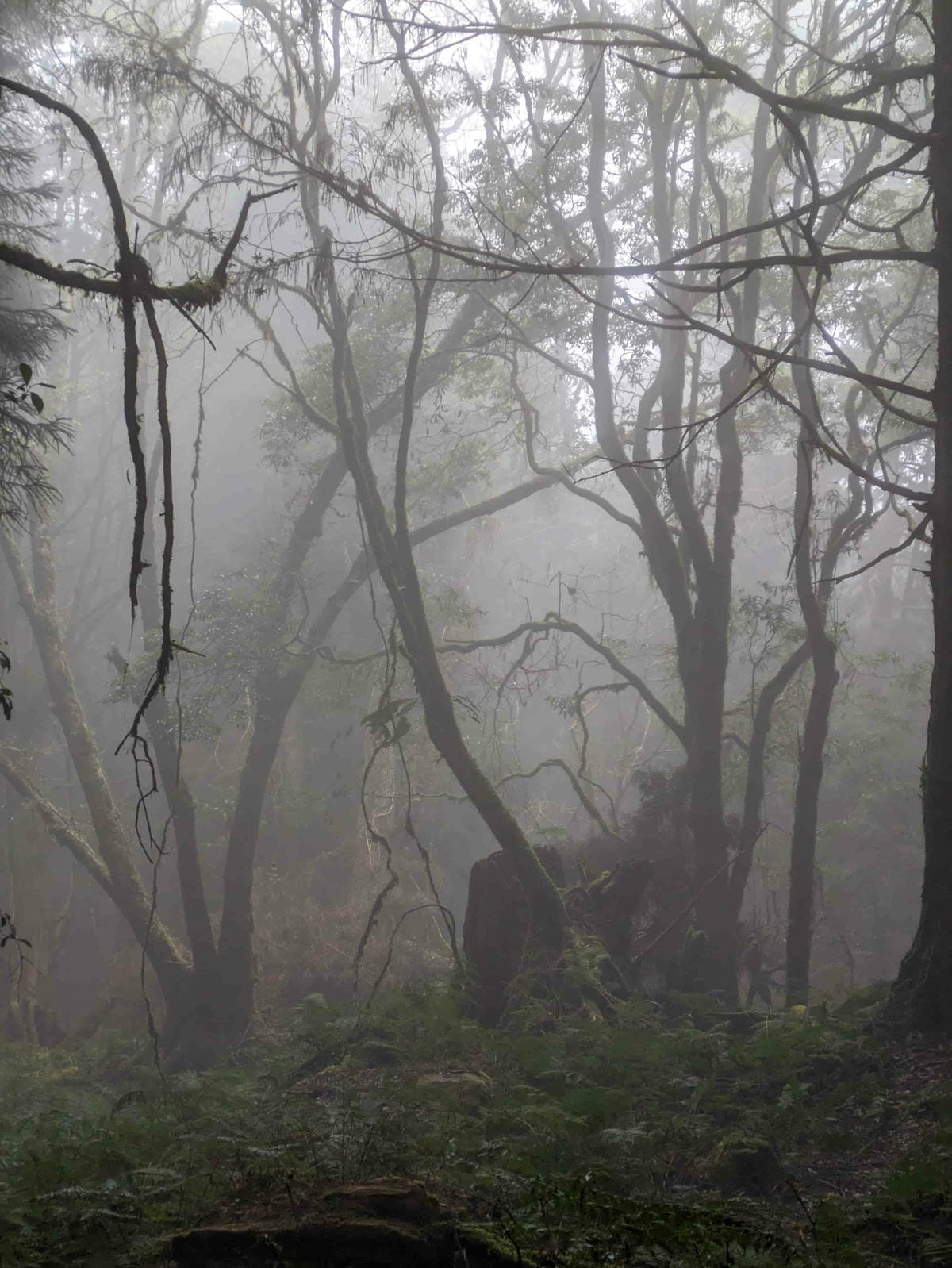 特富野古道｜阿里山水山線的塔塔加