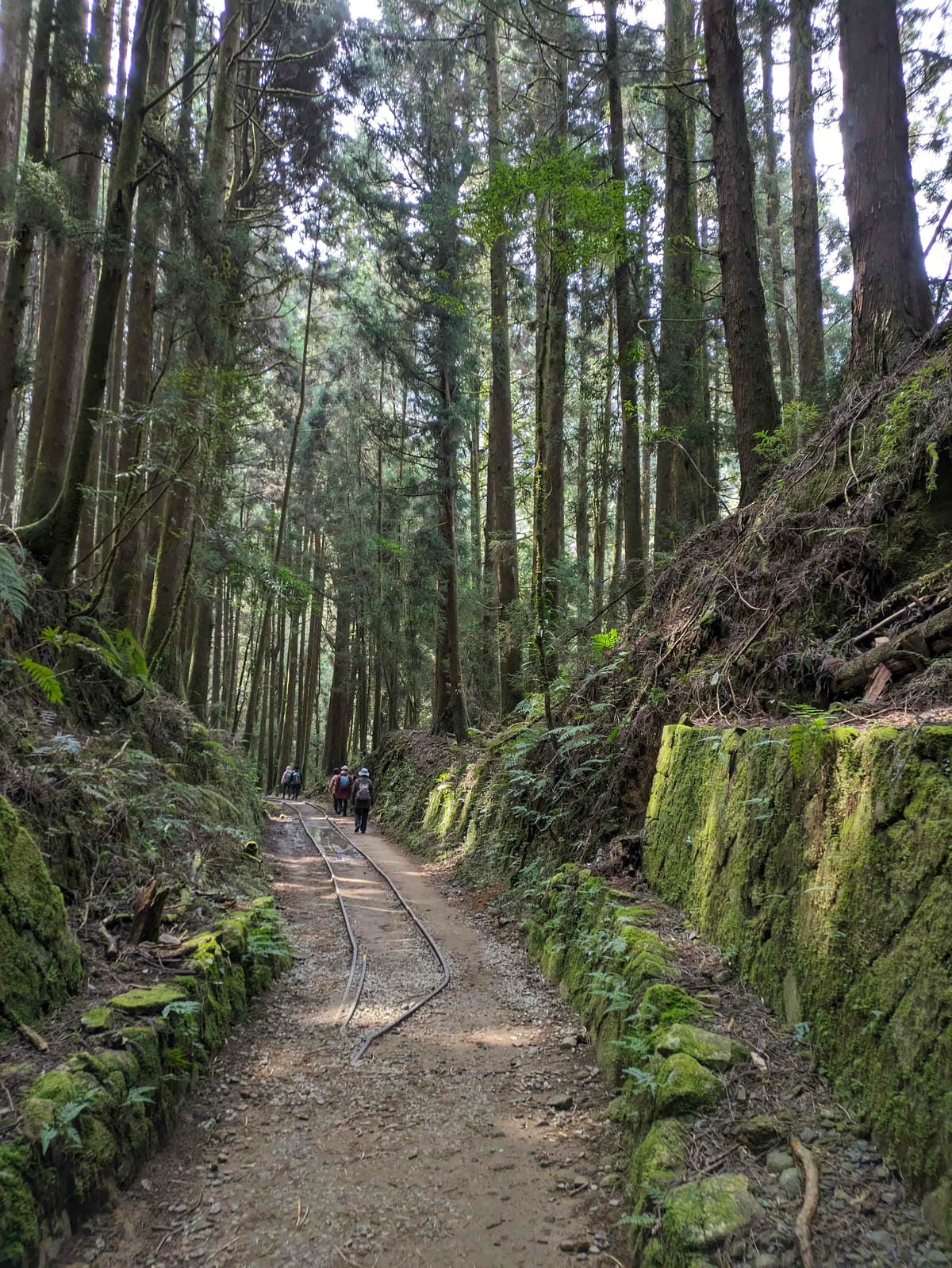 特富野古道｜阿里山水山線的塔塔加